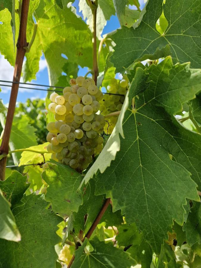 Escapade Entre Vignes Et Mer Corme-Royal Εξωτερικό φωτογραφία